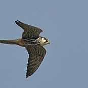 Eurasian Hobby  "Falco subbuteo"